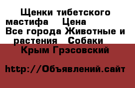 Щенки тибетского мастифа. › Цена ­ 30 000 - Все города Животные и растения » Собаки   . Крым,Грэсовский